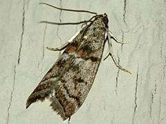 Pyralid Moth